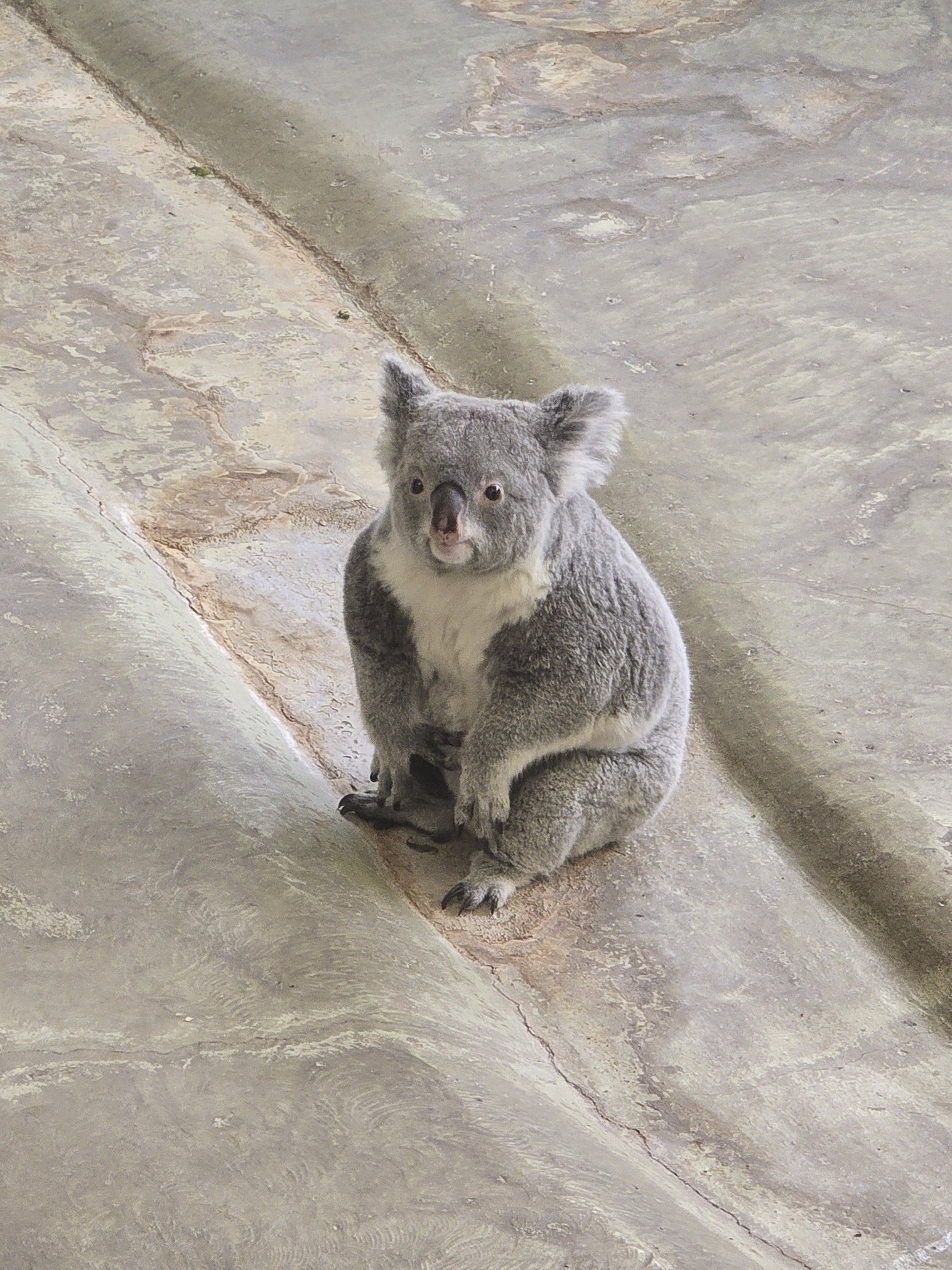 ひるしょー🐨 on X: 