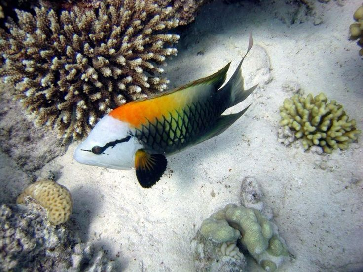 W0lperr's tweet photo. LIKE WHAT???? PRETTY FISH MUST DRAGONIFY https://t.co/hn3ppn6cBY