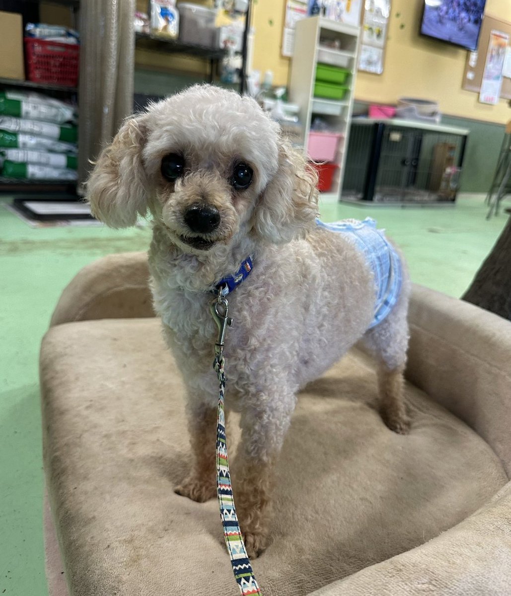Hope4Animals25's tweet photo. Today we rescued a 15-year-old male Toy Poodle.
His owner passed away, and the family cannot take him in...
He’s very friendly and adorable. 💕
While young dogs quickly find new homes, it’s much harder for seniors like him to get adopted. #AdoptDontShop https://t.co/ayVOzOgIRD