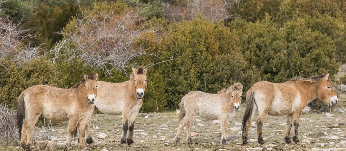 GUIAGROPECUARIA's tweet photo. A Ritmo de Galope.
El Mundo del Caballo 🐎

Los caballos, clave en la prevención de incendios: «Un solo animal puede limpiar hasta tres hectáreas al año»

Leer en 👇
https://t.co/sm4hCAkkMG

 #aritmodegalope 
#elmundodelcaballo 
#caballos 
#Equinos https://t.co/Ip0FEOERl4