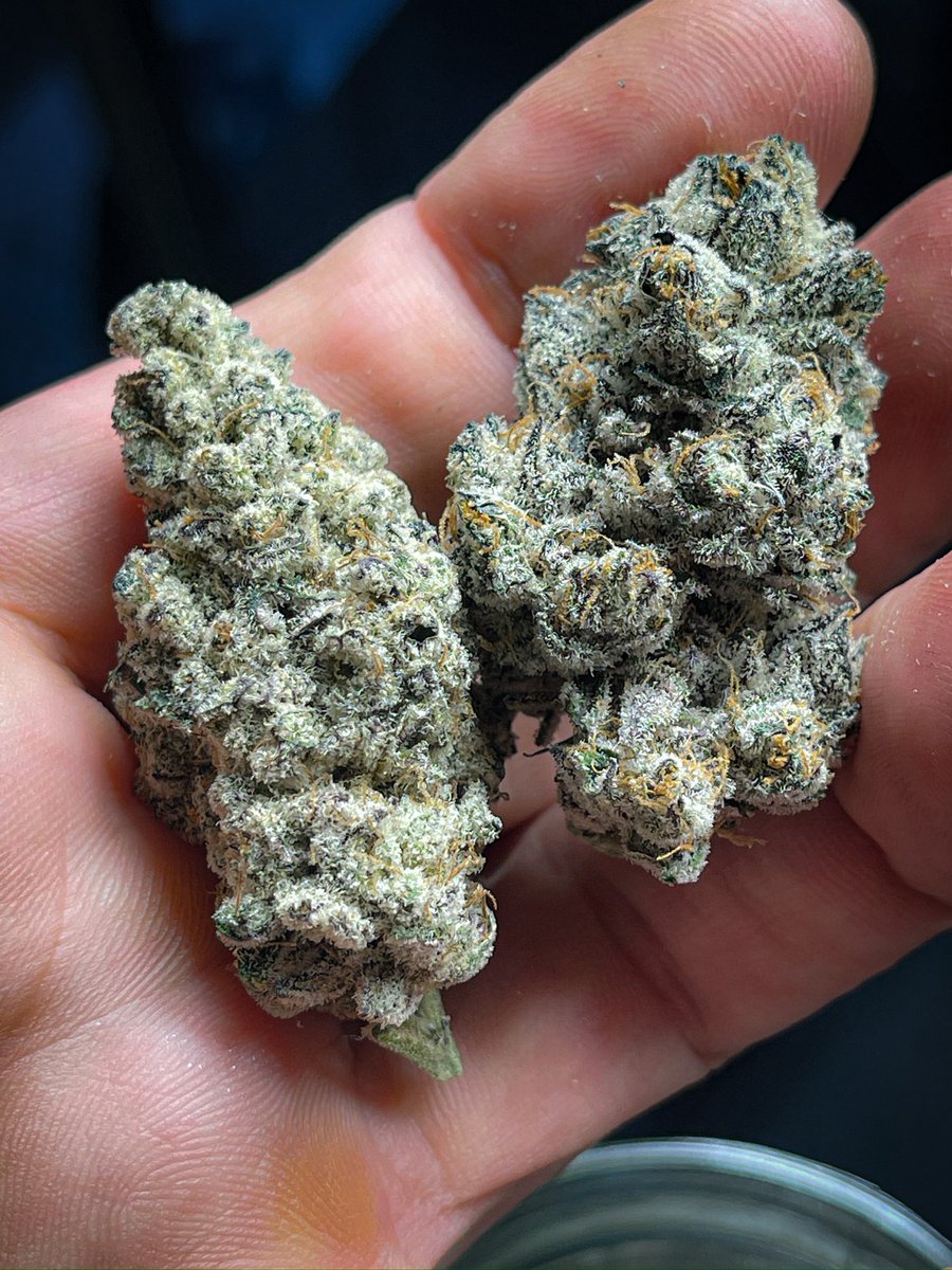 Nova 91 next to our Orange County Runtz! 
OC Runtz available as a fem seed! Nova 91 is clone only for now… 👇🏼👇🏼👇🏼
irvineseeds.com/irvine-seed-co…