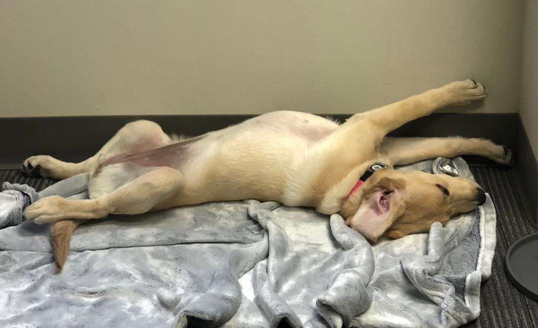 We raised $2,204.93 for the Berks County Seeing Eye Puppy Raisers &amp; The Seeing Eye! 🐾
Funds help guide dogs in training like Quella gain new experiences for their future as guide dogs. 🐶💛
Quella was so loved she needed a day off (nap day in Cindy’s office). 
#SeeingEye #RFCU