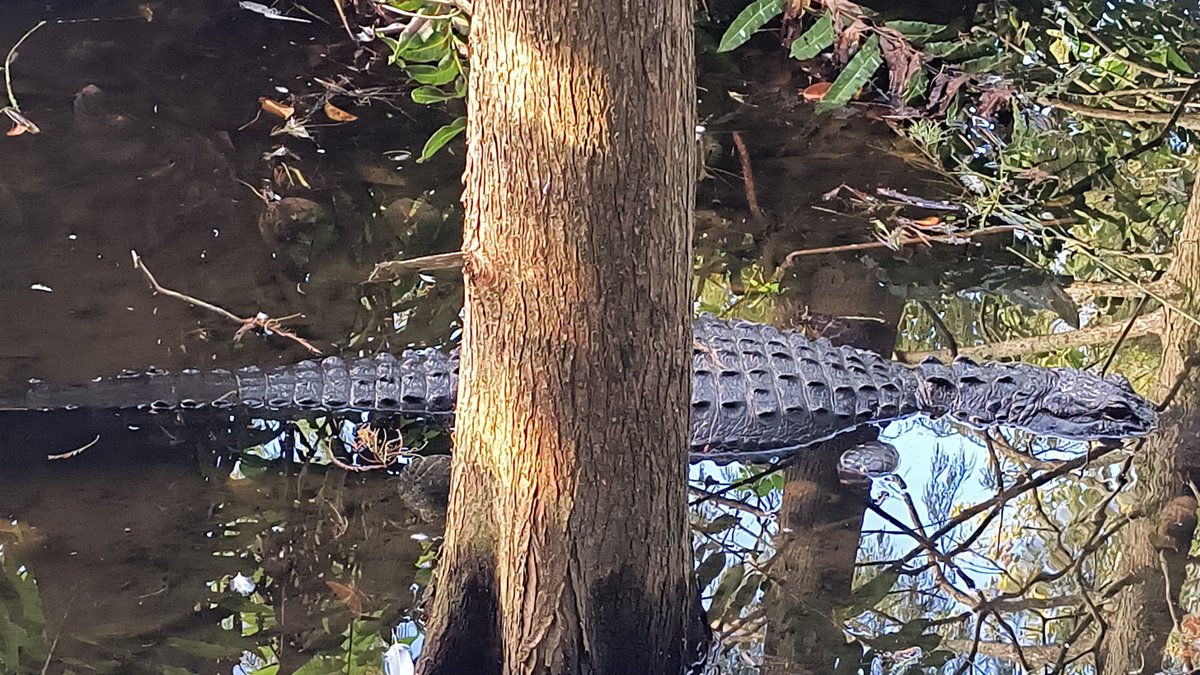 Saw a gator. Green cay nature center and wetlands in Boynton Beach