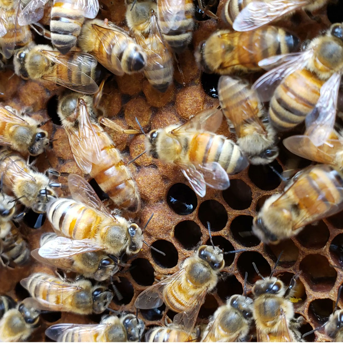 beebuiltsupply's tweet image. Can you spot her? 👑🐝

Here’s the queen moving through her daughters, with capped brood (older pupae) alongside younger uncapped brood. This overlap is a great sign of a steady laying pattern, meaning your colony is thriving.

#BeekeepingTips #HiveCheck #BroodFrame #QueenBee