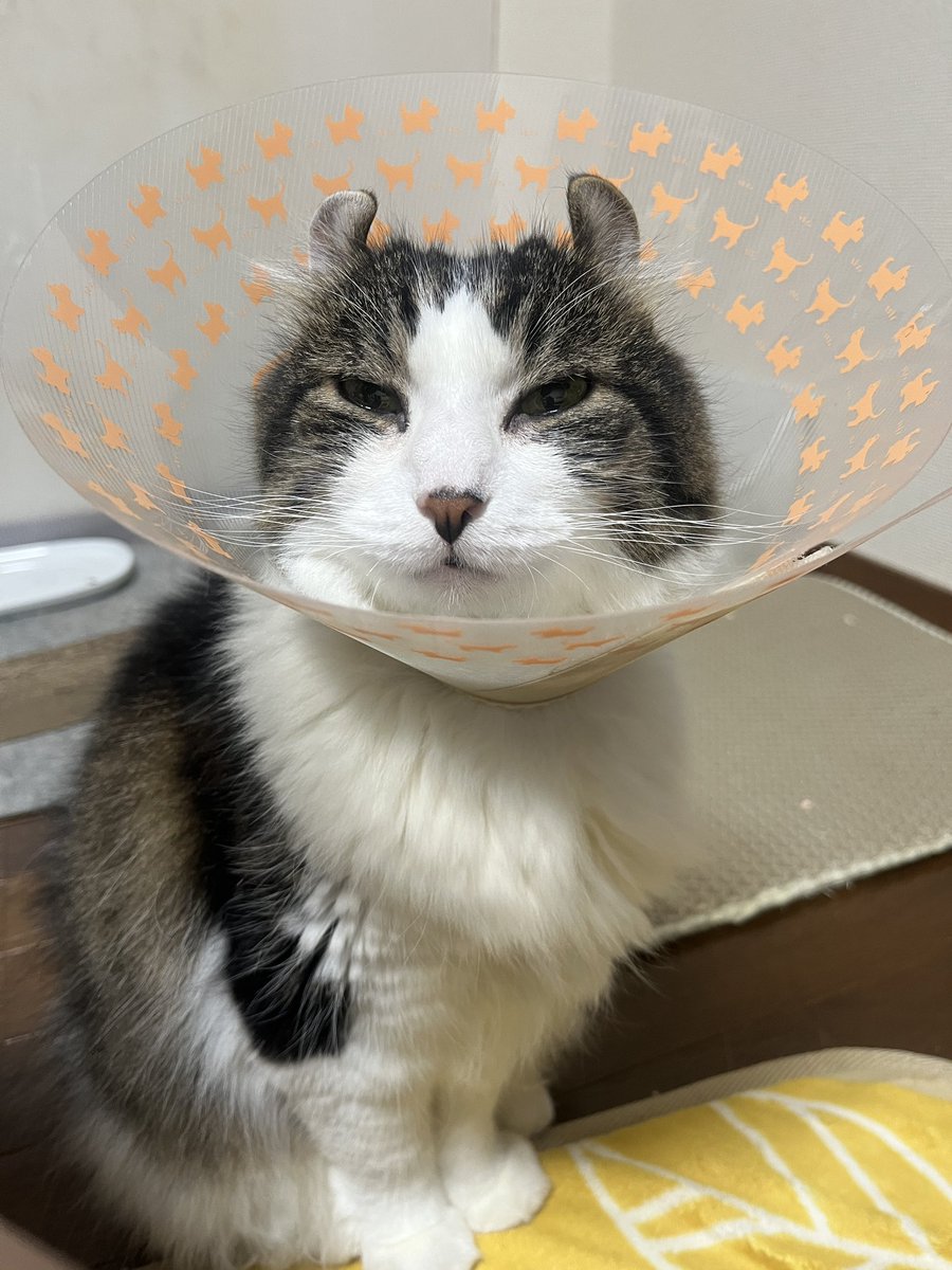 JanyCat's tweet photo. 王子がカラー生活に再び突入しました。肛門嚢破裂です。先月絞ったからと油断してました。まさかの事態です。あま���頻繁に破裂するので手術も視野に入れることに。どうしようか悩んでいます。 https://t.co/JcepzMEjBH