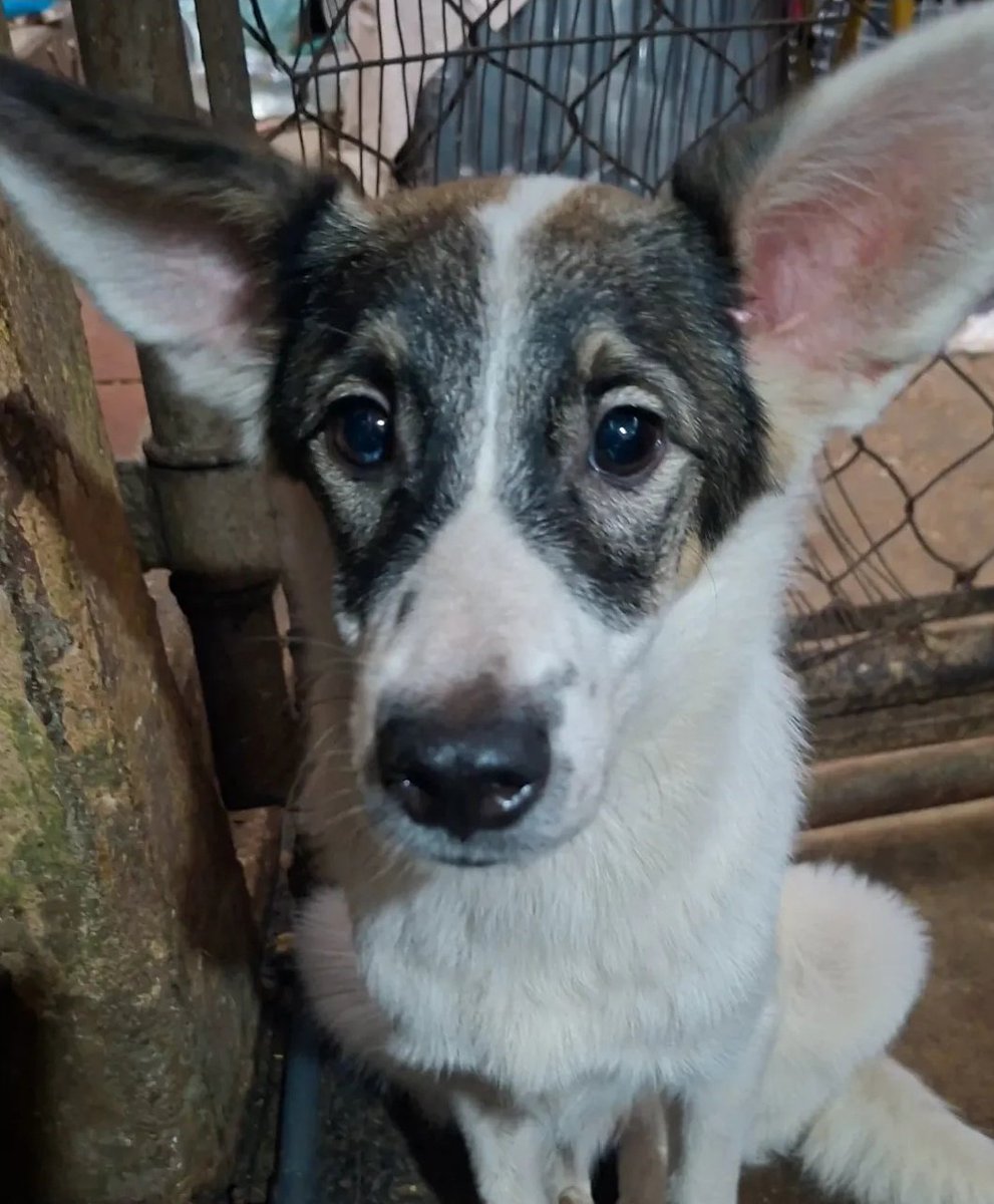 Reporta <a href="/neo999/">Neo</a>: En adopción responsable en Caracas información en @funda_asif Amigos sin fronteras Instagram  instagram.com/funda_asif?igs…
Cariñoso merece un hogar <a href="/PerroUsuario/">PerroUsuario Wof '•'</a>
instagram.com/p/DPCCs5LADuC/…