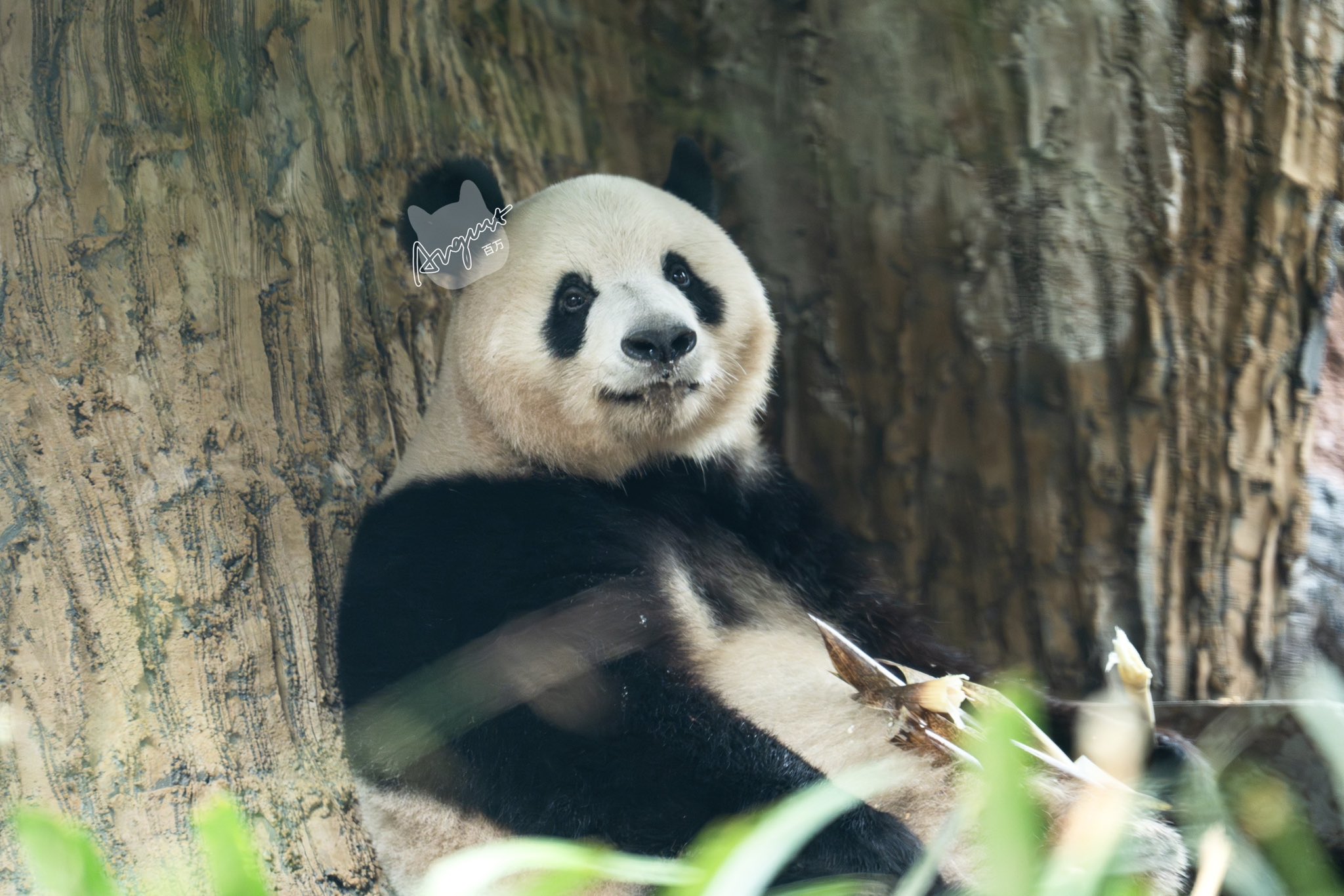 August百万on X: 