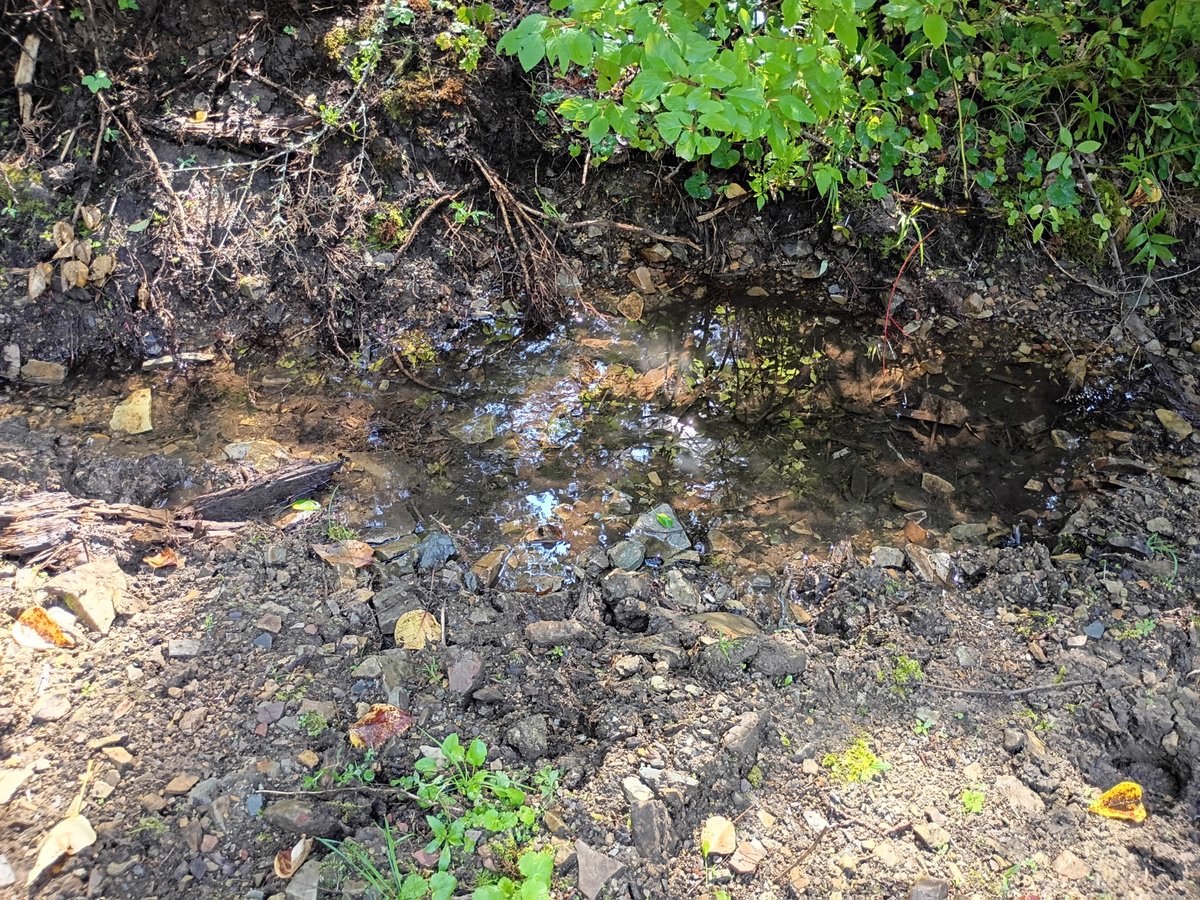 RanchEmu's tweet photo. We went for a buggy ride through the mountains for my recent birthday! It was beautiful and peaceful. Even found a bubbling mountain stream.  ~ Penni

#montanaemuranch #Montana #montanamountains #MontanaMoment #BuggyRide #buggylife #buggy #buggyadventures #bigskycountry https://t.co/bg6R0va0XW