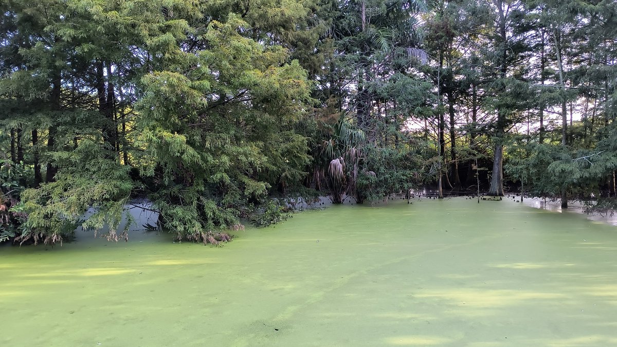 This place was a lot bigger and nicer than last weeks except for the part of the  walkway where all the birds poop. 😂 Green cay nature center and wetlands in Boynton Beach