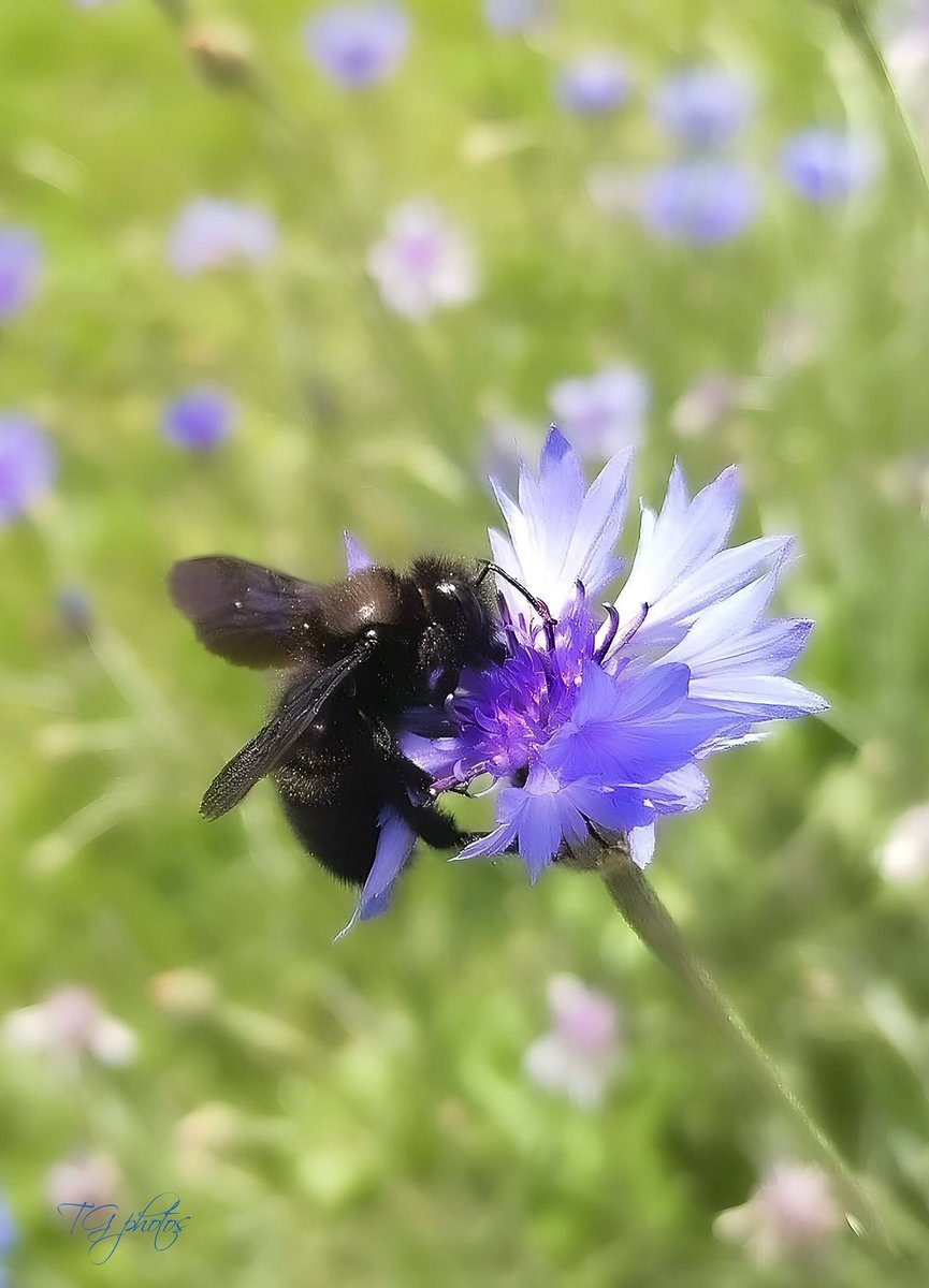 In this photo the insect is The carpenter bee (Xylocopa violacea)it is a solitary species of large size, it is also a valuable pollinator. The flower is a cornflower. 
Photo taken in the department of the territory of Belfort(90)Meroux, France 2025 📸