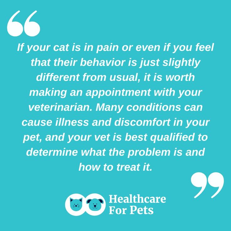 #TIP: What to do if you suspect your cat (or dog) might be in #pain.

For vet-approved info on #catpain: bit.ly/2Yvaf3M
.
.
.
#DogPain #PetPain #PetPainRelief #CatBehavior #PetBehavior #CatHealth #DogHealth #PetHealth #CatWellness #PetWellness #AnimalPainAwarenessMonth