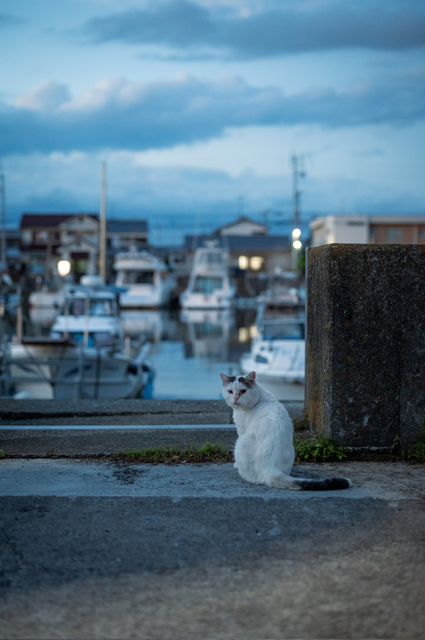 海ねこ SHIP'S CAT (Jumping) – ヤノベケンジ