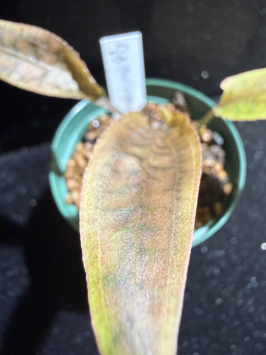 Cryptocoryne alba Brown

<a href="/CAKUMI4/">CAKUMI</a> さんでお迎え！
親より会ってるかも知れません！！笑

いつもありがとうございます😊