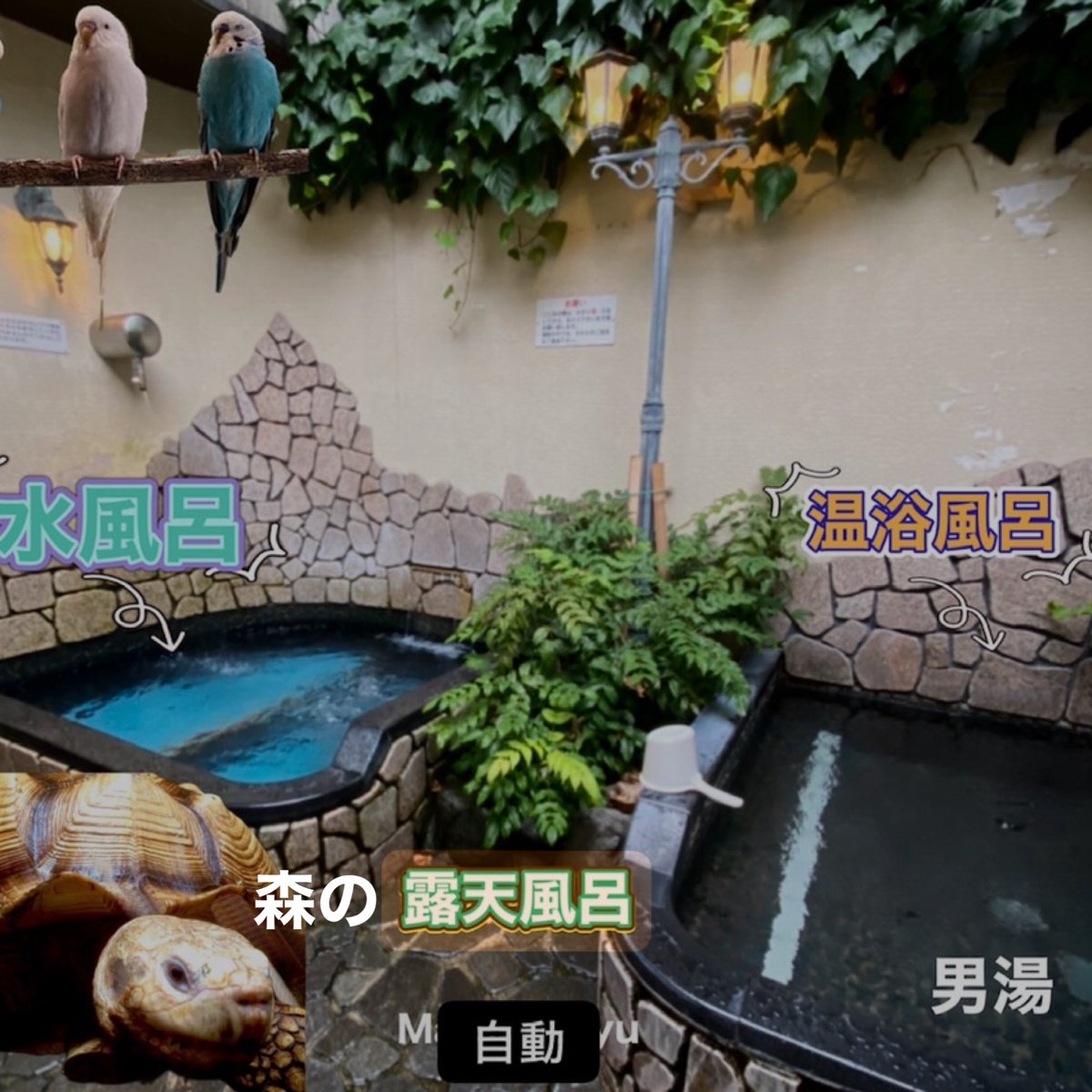 縁起風呂【天然松葉入浴剤＊松葉風呂＊乾燥松葉】増量10パック/季節の変わり目に！ wp4161_r05-480x270.jpg