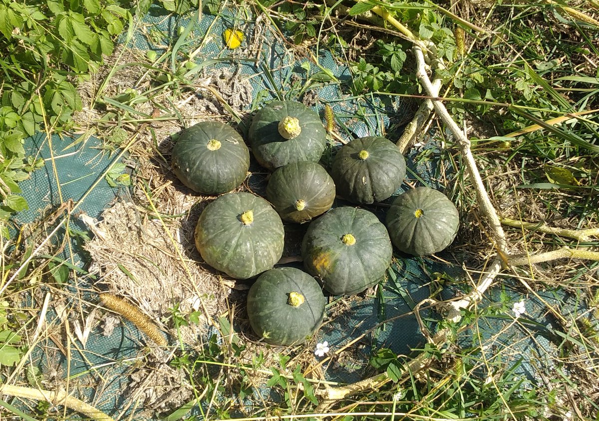 【夏休み】行ったつもりで北海道みやげ『竹根に佇む竹製のオジロワシ』☆超絶技巧☆ 90f5042e27053d04db1ca6882cf588