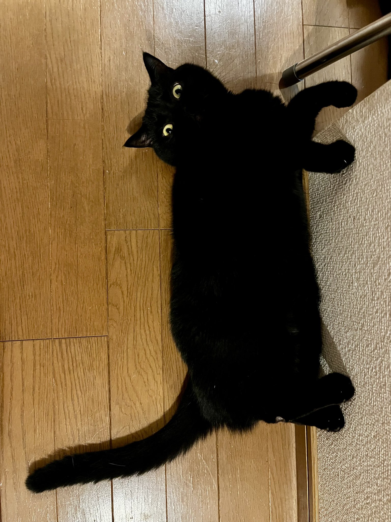 くろねこ鍾馗 on X: 