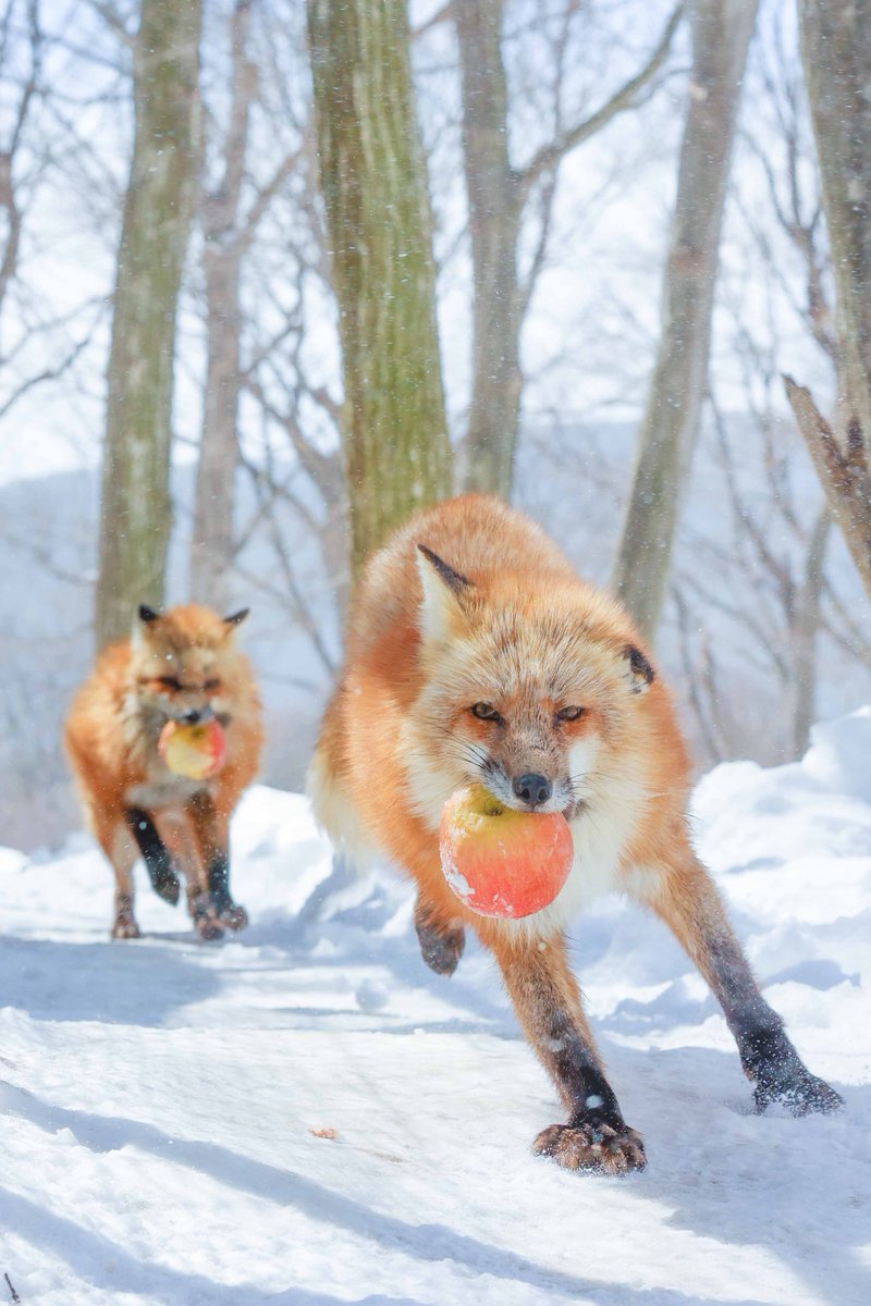 ⭐︎狐⭐︎ OKITUNELAND-北極狐- (@ereshkigalgdgd) / Posts / X