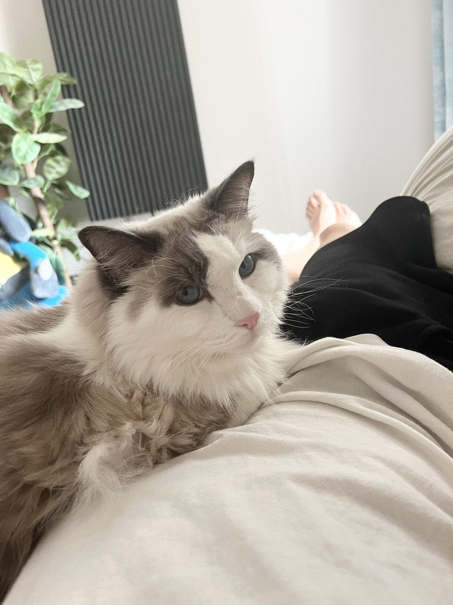 うちの子が8歳の誕生日を迎えました。

最近表に出る頻度は減りましたが、伸び伸び過ごしております。