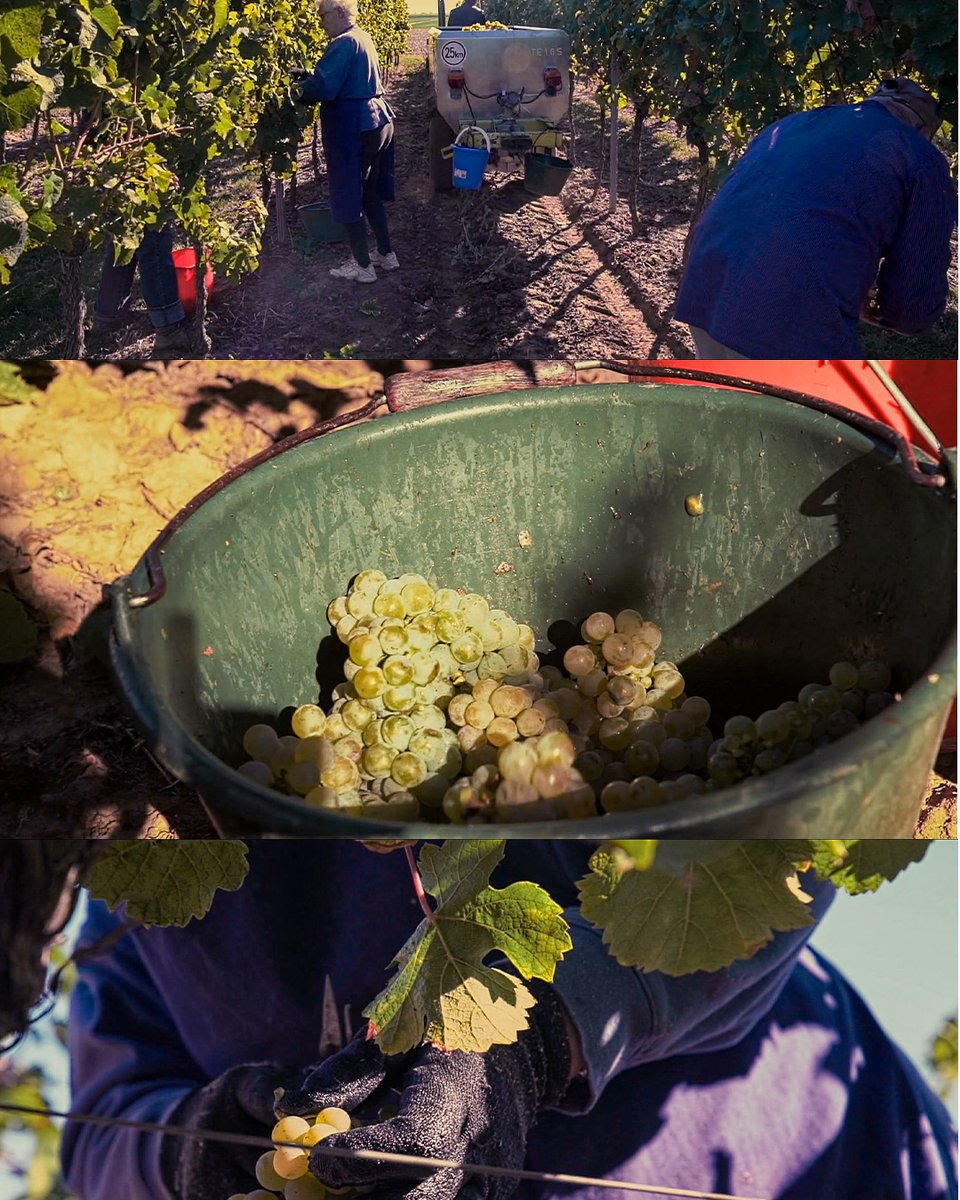 Die Traubenernte steht an, ein toller Jahrgang, super gesunde Trauben und ideale Bedingungen für einen großen Jahrgang.