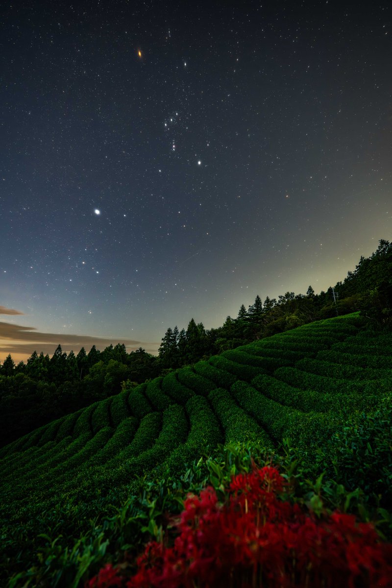 茶畑ページ ほうじ茶 通販【静岡牧之原産】ほうじ茶ティーパック 「もみだし濃茶