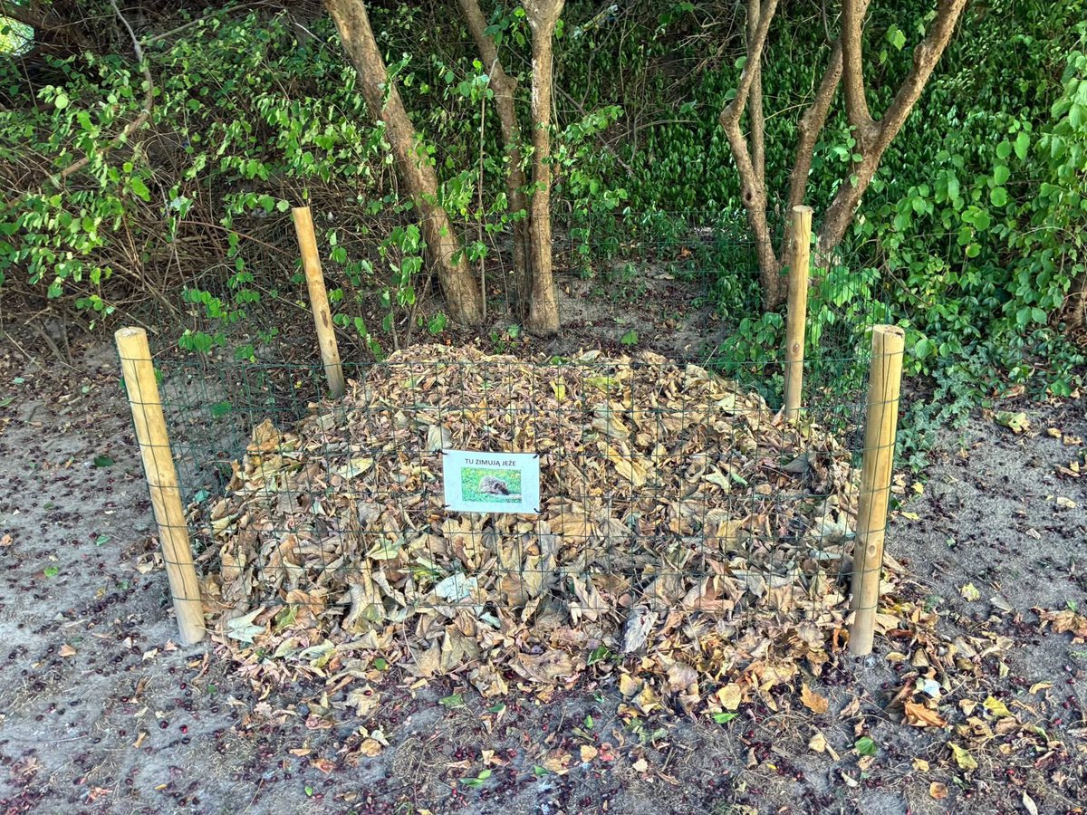 MiastoUrsynow's tweet image. Tymczasem przy #Dembowskiego 🦔🦔🦔 facebook.com/share/p/17Mnmw…