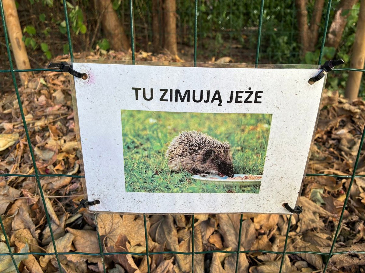 MiastoUrsynow's tweet image. Tymczasem przy #Dembowskiego 🦔🦔🦔 facebook.com/share/p/17Mnmw…