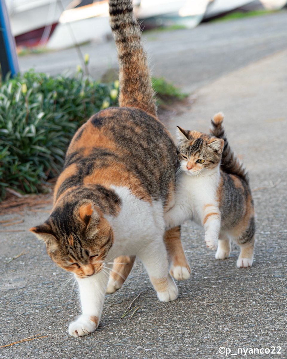 ねこねこ 様 simabossneko 写真集「島にゃんこ」発売中 (@simabossneko) / X