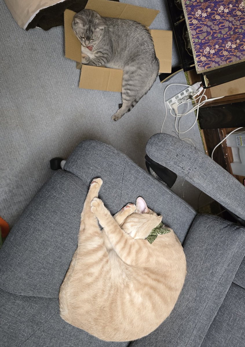むぎネコ JlL&DRIES | ボクはブラッシングよりもゴハンがイイでつ😽 #です