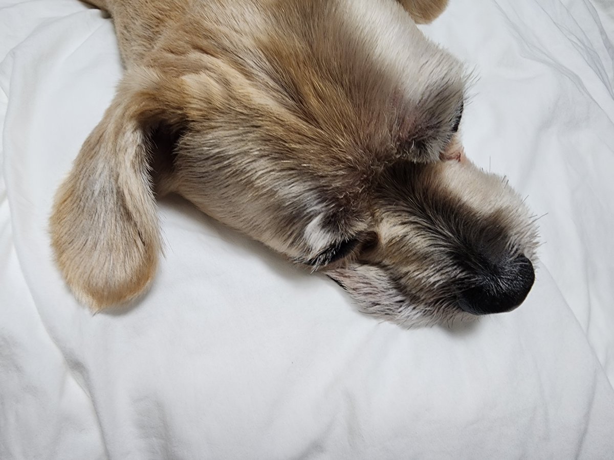 암생각없이 크로봤는디 입술 말려올라가서 저러고있는거보고 잇몸만개함