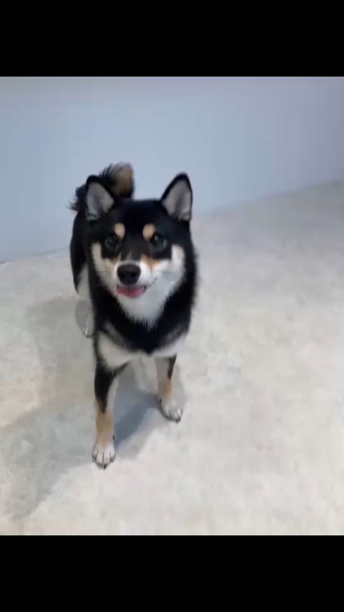 👅
#豆柴　#小豆柴　#黒豆柴　#黒柴　#柴犬　#しばいぬ　#しば　#まめしば