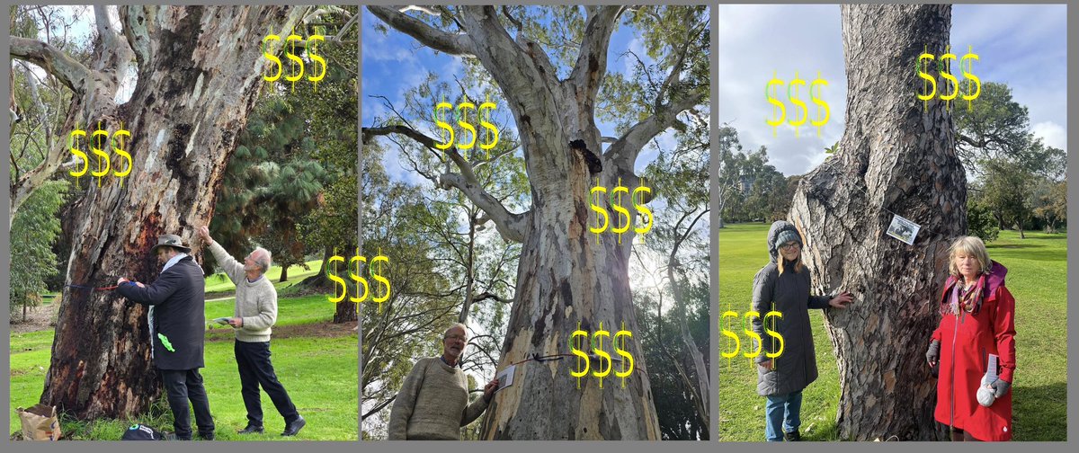 adelparklands's tweet photo. How much will it cost to rip out each one of the many trees that are destined for Government destruction in your Possum Park / Pirltawardli (Park 1 of your Park Lands)?  And what is the financial value of each tree?
https://t.co/HJRFOHSfnW https://t.co/kAArfDmN6U