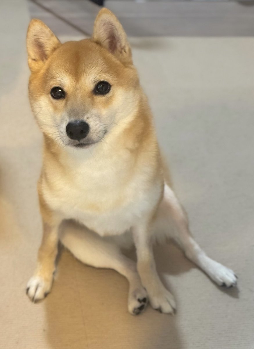 豆柴ちゃむ (@mame11cham21) / Posts / X