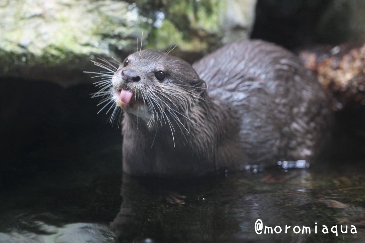 moromiaqua's tweet photo. 今日は岐阜県の #アクア・トトぎふ と三重県の #赤目滝水族館 へ行きました。
アクア・トトは淡水魚中心ということで2時間くらいで充分かと思っていましたが思いの外ボリュームがあり移動時間ギリギリまで楽しんじゃいました。
赤目滝水族館は渓谷の小さな水族館という感じで雰囲気好きです。 https://t.co/3pWAhPmIzj