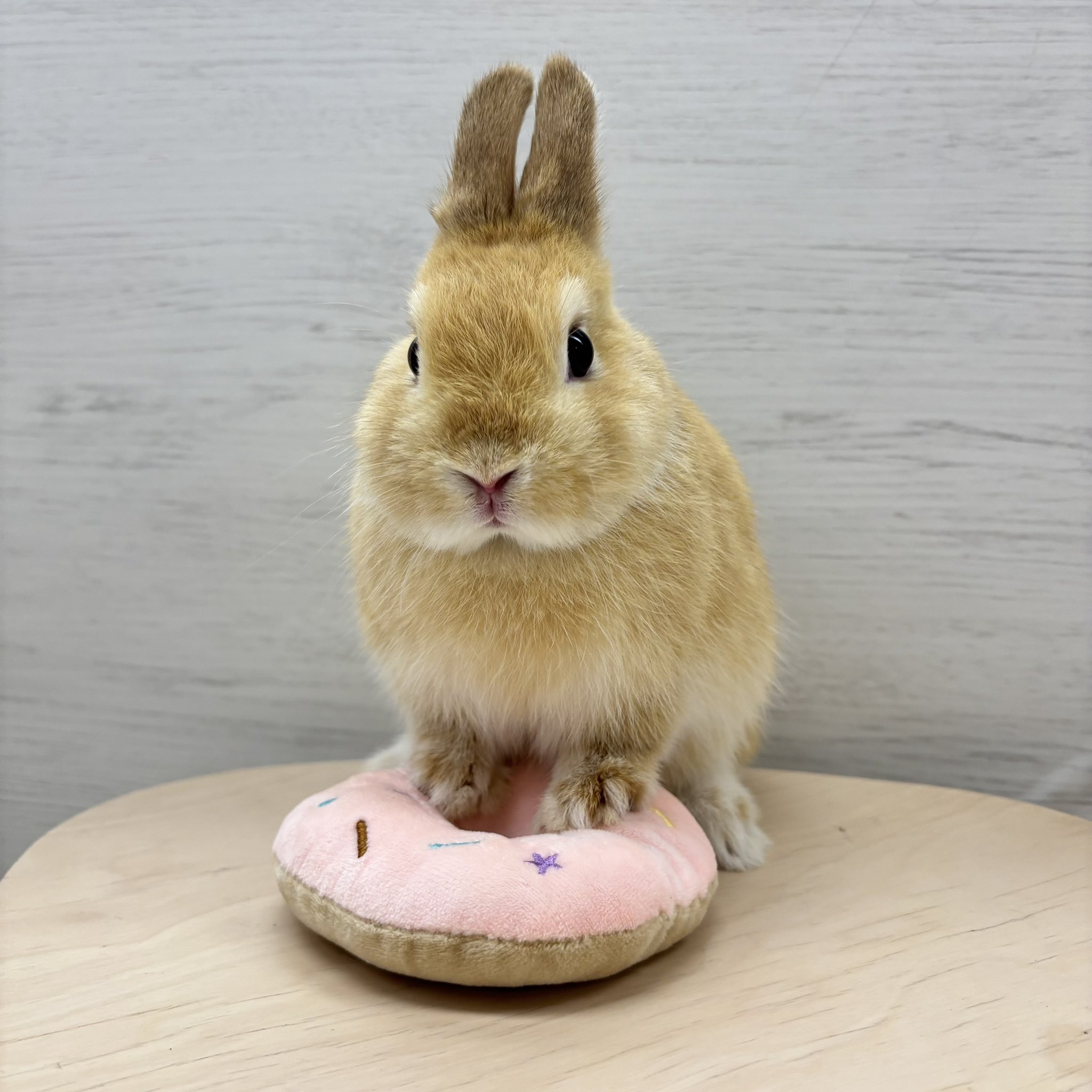 うさぎページ うさぎのしっぽ恵比寿店 on X: 