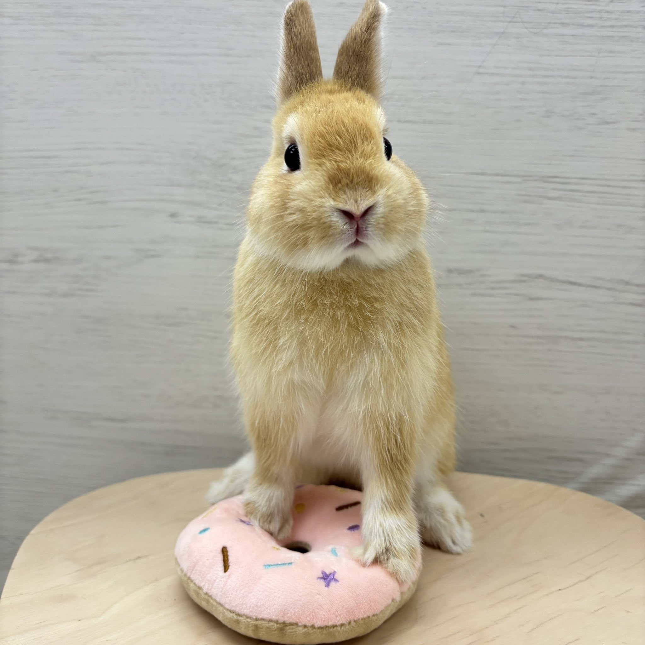 うさぎのしっぽ恵比寿店 on X: 