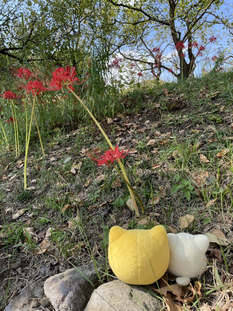 to_fu1005's tweet photo. 今日は府中の曼珠沙華まつりに行ってきたのだ https://t.co/n0sGYbSPGb
