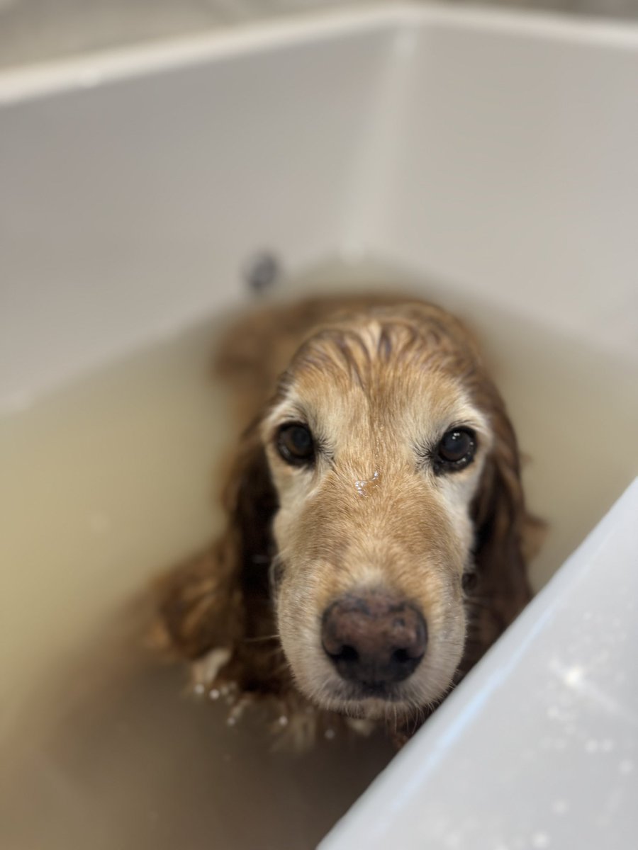 SpanielsSuper's tweet photo. Mum gave me a #Baff
I do love a #Baffs
It was wonderful, warm water, massage, showers …. #Bliss
#BaffsAreBestThingEver https://t.co/PRxyB89LT2