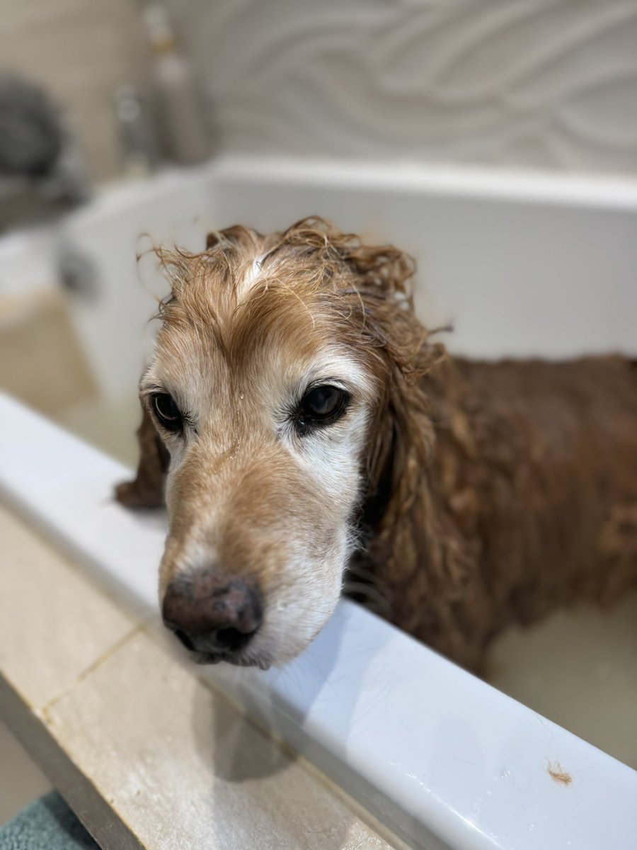SpanielsSuper's tweet photo. Mum gave me a #Baff
I do love a #Baffs
It was wonderful, warm water, massage, showers …. #Bliss
#BaffsAreBestThingEver https://t.co/PRxyB89LT2