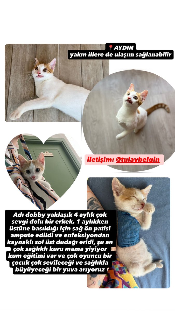 bu engelli bebişin çok sevileceği bi yuvaya ihtiyacı var. aydın, çevre illere ulaşımı sağlanır❤️
<a href="/minkominkom/">Murat K.</a> <a href="/mistertekir/">Eşekkadaradam</a> <a href="/esritesrotesra/">Esrit</a> <a href="/bendogurdum/">🪼Denizanası 🪼</a> <a href="/DailyToraman/">Toraman Ayısı dobarla bırakma kendini🫶🏻</a> <a href="/berkozdemiirrr/">berk</a>
