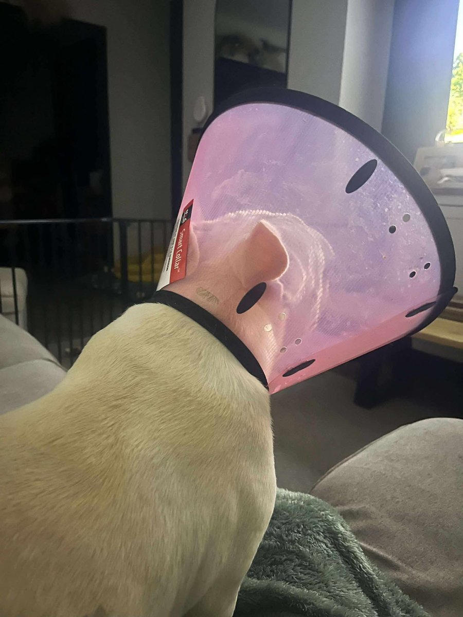 ❤️‍🩹❤️‍🩹❤️‍🩹Milky Update❤️‍🩹❤️‍🩹❤️‍🩹

I feel like it was meant to be that little Milky ended up at kennels 💝

Gone are her days of being used to make money for greedy humans who would just disregard her when she was no longer needed. 

She has fallen into loving hands who will help her with