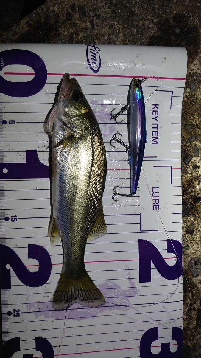kiyotty2004's tweet photo. 着水チョンチョンただ巻きドン🎣
最小記録更新です！＃海無し県シーバス ＃シーバス #154km #シェリー125F #ヒフミクリエイティング #その後ロスト #湾奥ハイスクール https://t.co/B6GKtmLpez