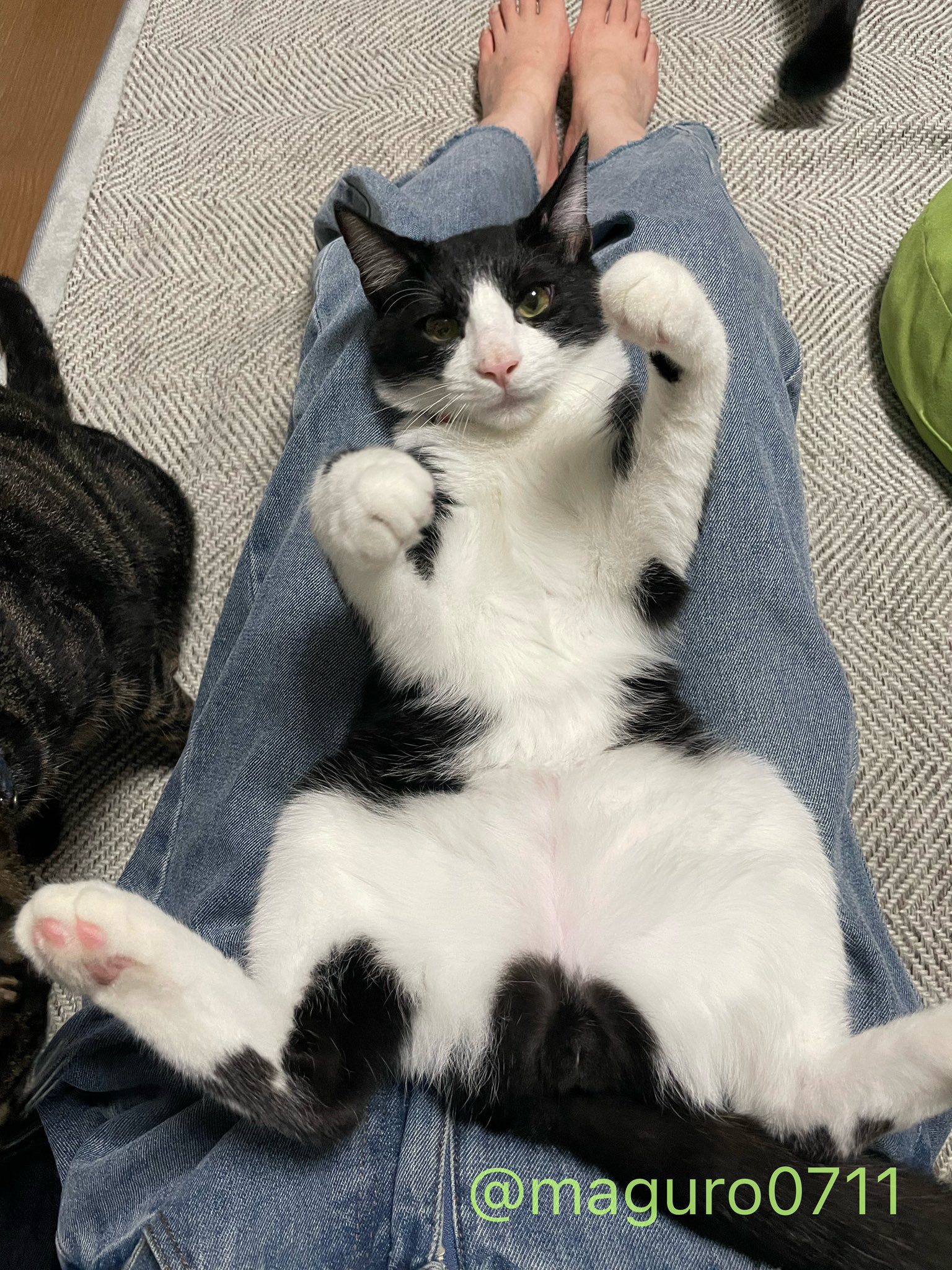 ねこ好き 猫のさだはる on X: 