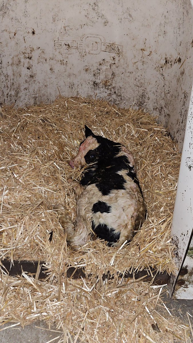 Het mooiste van de bruiloft. Daggast zijn en zijn boerderij doen. Met als slotstuk een geboorte tijdens het feest🤗