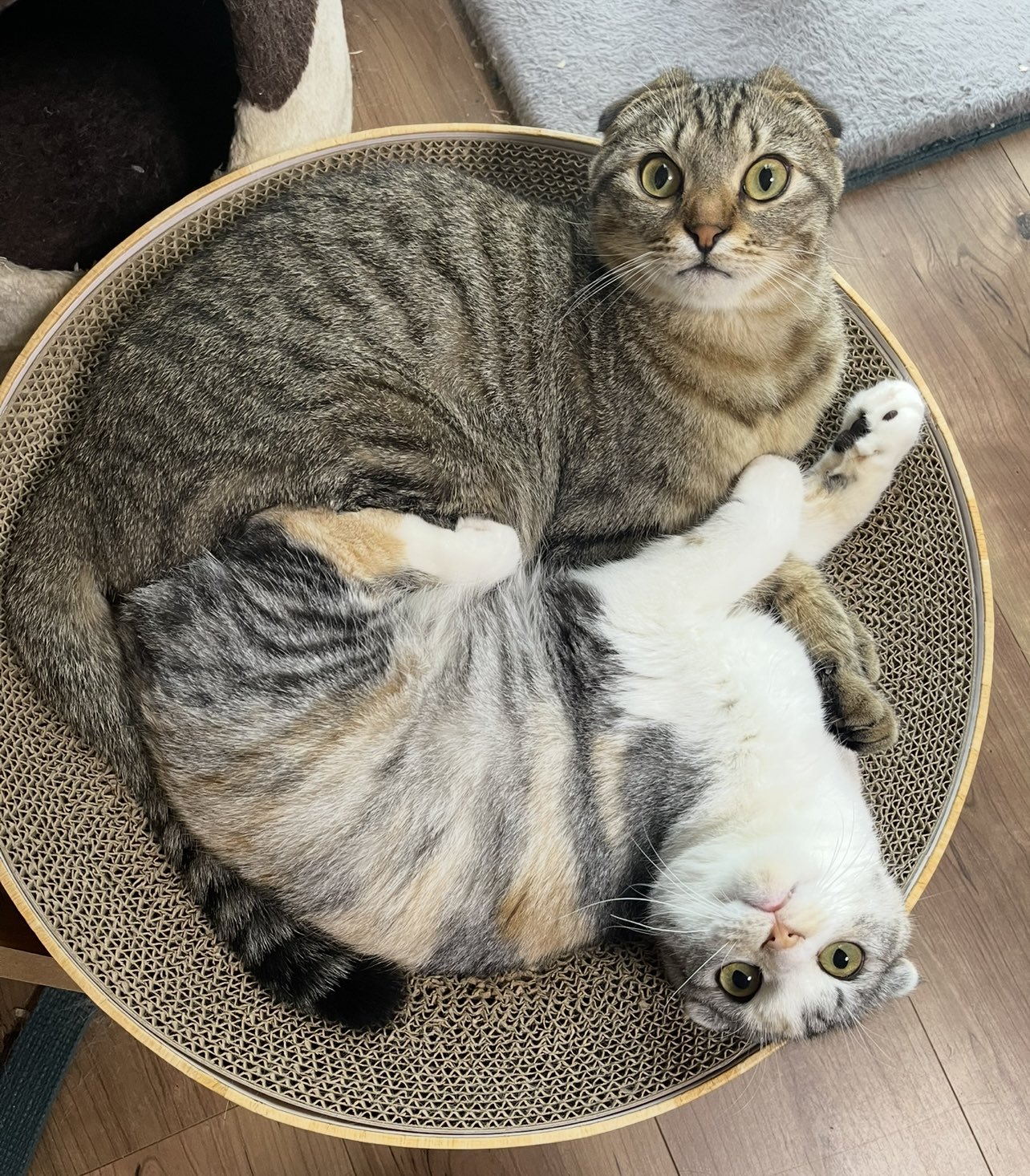 虎鉄ページ ゴジラ ペーパーシアター PT-L74 ゴジラVSキングギドラ（12個入