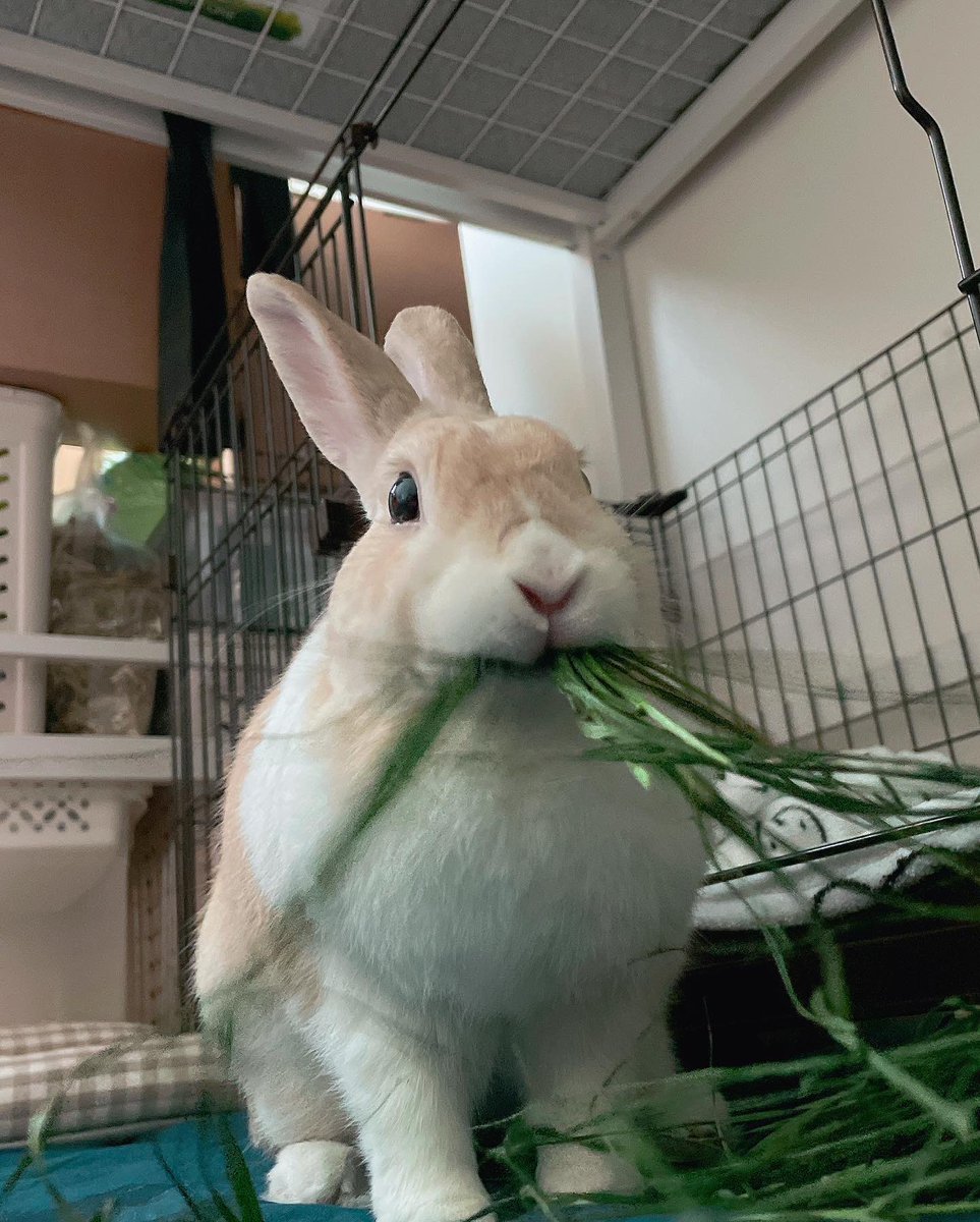 내일 줄. 토끼밥.