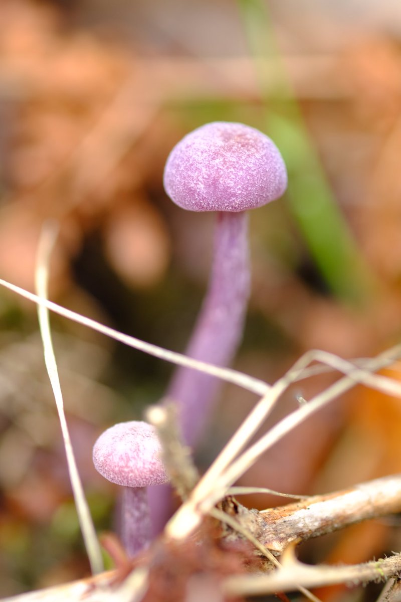 Alfred The Ordinary tweet media