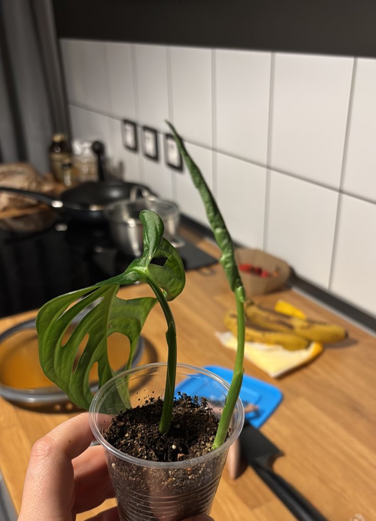 tammy swanson swanson tweet media