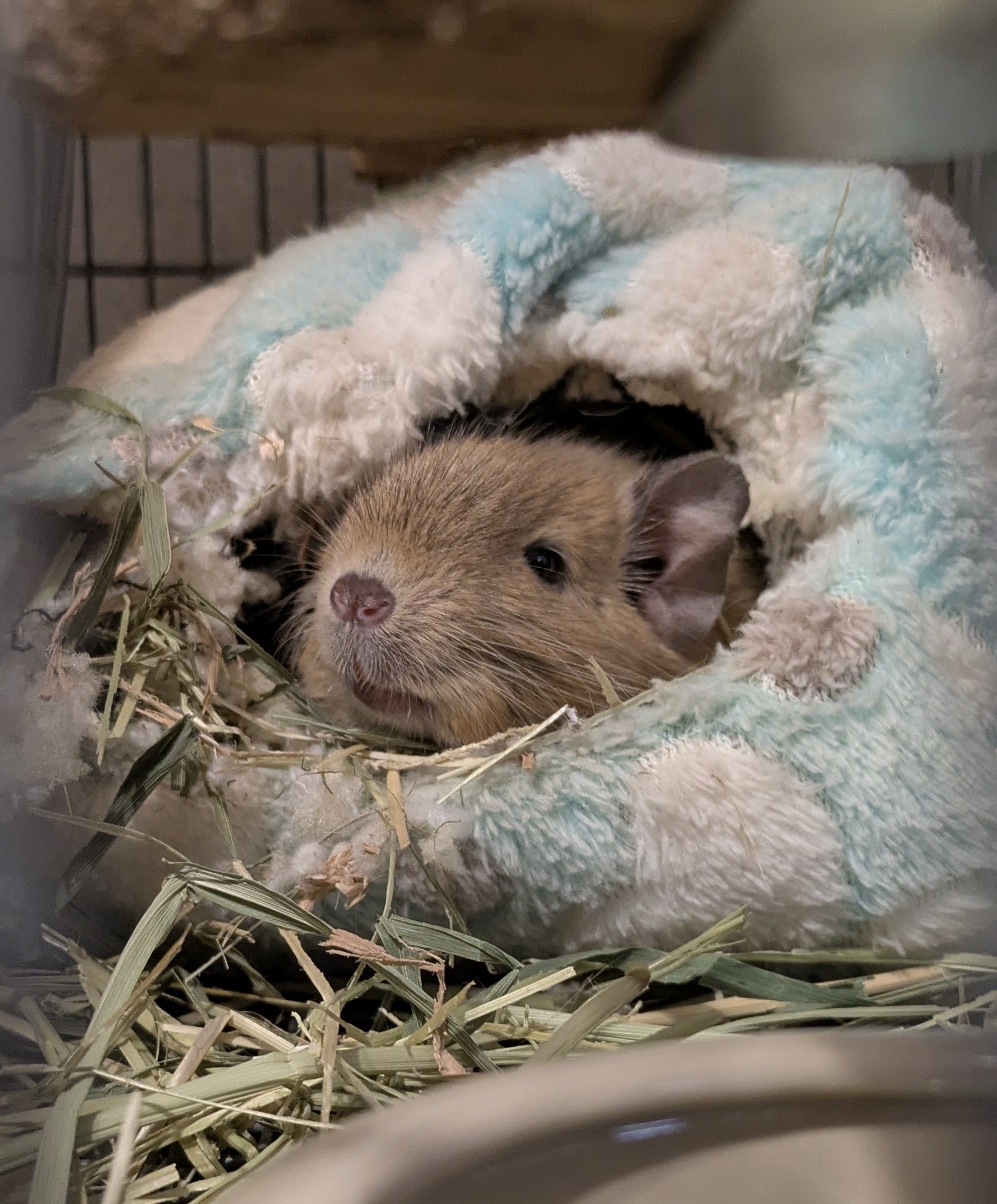 きなこ - Search / X