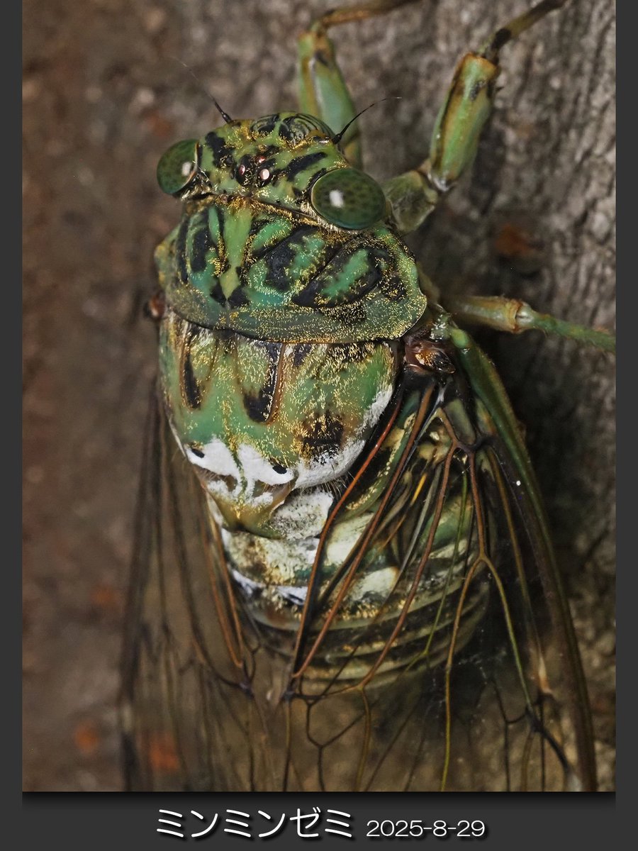 ミンミンゼミ - Search / X