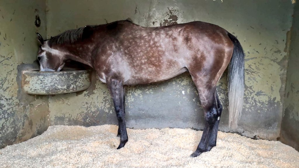 Mañana reaparece Iris Breath en <a href="/HipodromoMadrid/">Hipódromo de La Zarzuela</a>,después de pasar un verano tranquilo,toca volver a la pista,correrá la 4ªcarrera,hándicap 1ªparte  con la monta de V.M.Valenzuels.Vamos equipo!! <a href="/26_rayco/">Rayco_26@Hotmail.com</a>